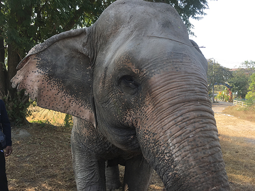 タイで早期リタイア・ホアヒンブログ