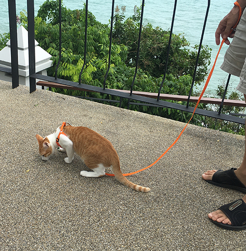 タイで早期リタイア・ホアヒンブログ